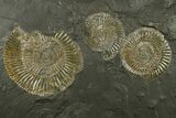 Fossil Ammonite (Dactylioceras) Cluster - Posidonia Shale, Germany #383724-1